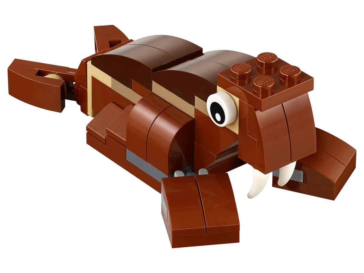 Walrus